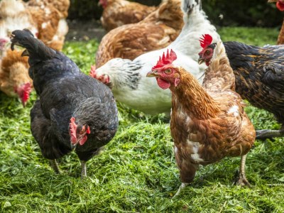 Apartment Ferienwohnung Schartlhof (1-11 Pers./3 SZ, 1 WSR) - Outdoor photo 17