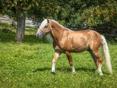 Apartment Ferienwohnung Schartlhof (1-11 Pers./3 SZ, 1 WSR) - Outdoor photo 18