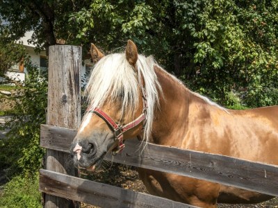 Apartment Ferienwohnung Schartlhof (1-11 Pers./3 SZ, 1 WSR) - Outdoor photo 19