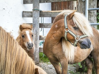 Apartment Ferienwohnung Schartlhof (1-11 Pers./3 SZ, 1 WSR) - Outdoor photo 20