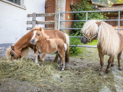 Apartment Ferienwohnung Schartlhof (1-11 Pers./3 SZ, 1 WSR) - Outdoor photo 21