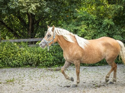 Apartment Ferienwohnung Schartlhof (1-11 Pers./3 SZ, 1 WSR) - Outdoor photo 27