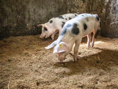 Apartment Ferienwohnung Schartlhof (1-11 Pers./3 SZ, 1 WSR) - Outdoor photo 28