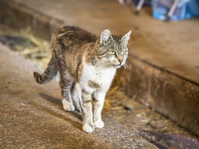 Apartment Ferienwohnung Schartlhof (1-11 Pers./3 SZ, 1 WSR) - Outdoor photo 29