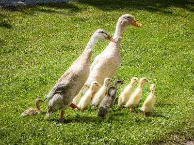 Apartment Ferienwohnung Schartlhof (1-11 Pers./3 SZ, 1 WSR) - Outdoor photo 34