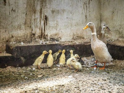Apartment Ferienwohnung Schartlhof (1-11 Pers./3 SZ, 1 WSR) - Outdoor photo 35