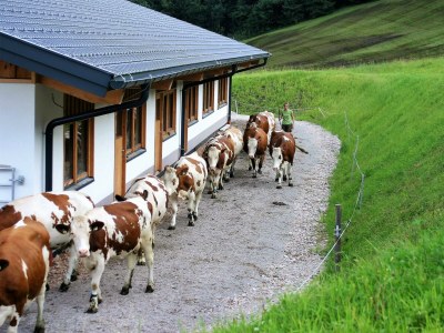 Apartment Ferienwohnung Schartlhof (1-11 Pers./3 SZ, 1 WSR) - Outdoor photo 38