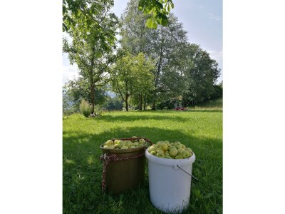 Apartment Ferienwohnung Schartlhof (1-11 Pers./3 SZ, 1 WSR) - Outdoor photo 39