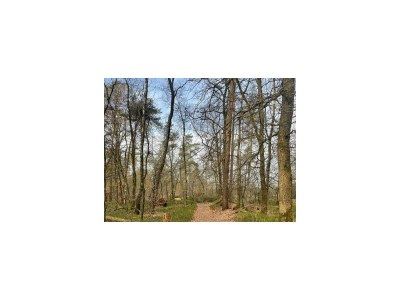 Holiday house Forest Finest, luxury chalet with HOT TUB - Environment photo 29