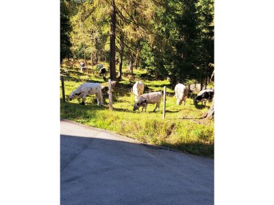 Holiday room Ferienhaus, Dusche und Bad, WC, waldseitig - Outdoor photo 15