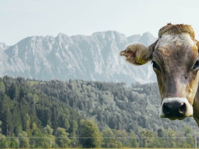 Apartment Appartement am Moserhof - Features photo 16