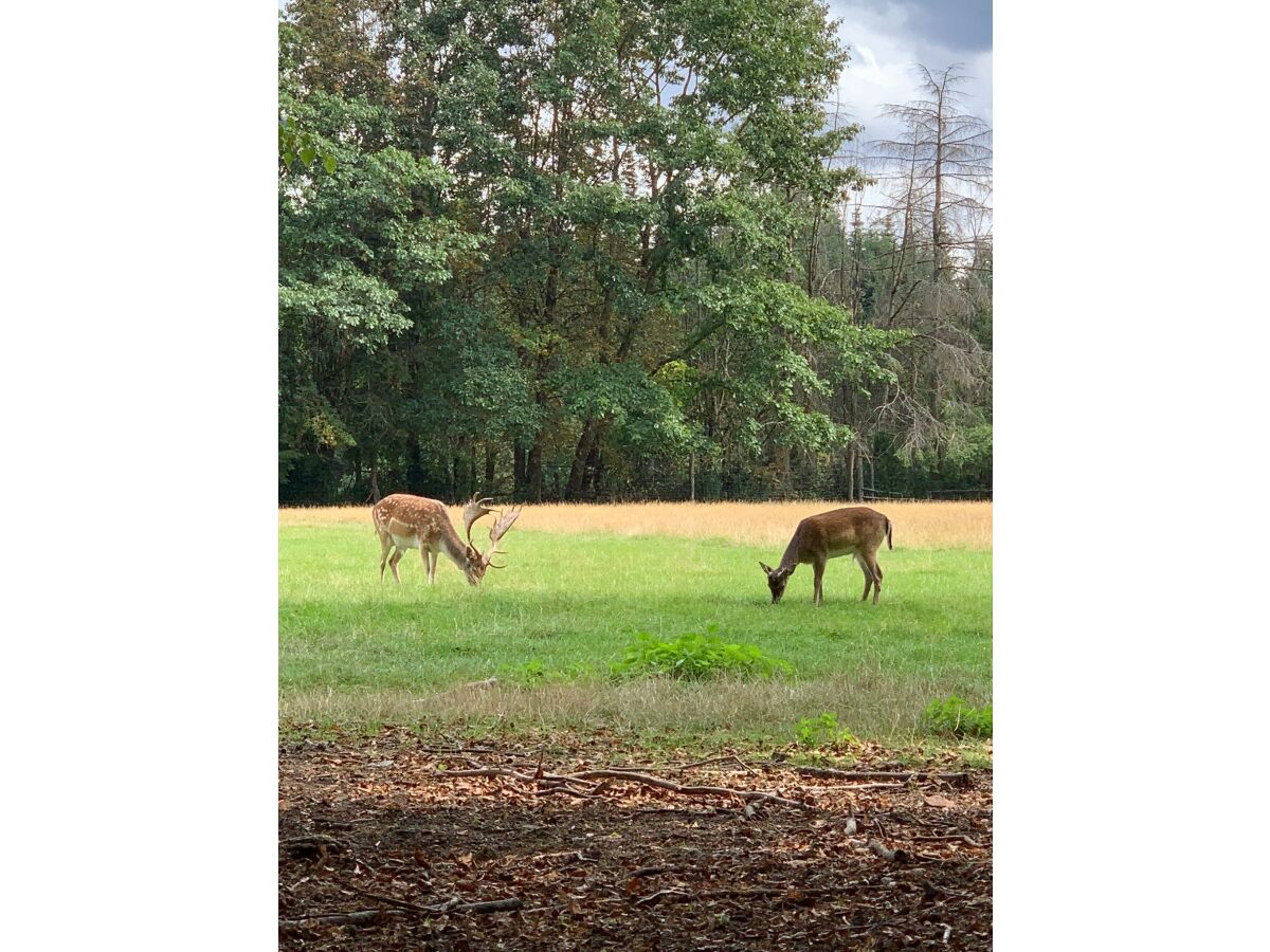 Apartment Am Wiesental - Outdoor photo 2