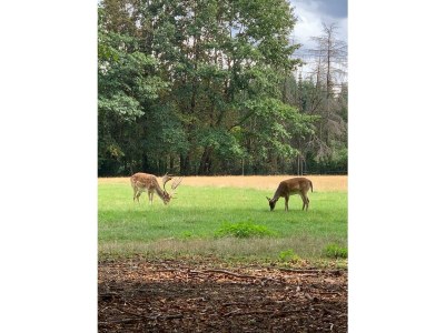 Apartment Am Wiesental - Outdoor photo 2