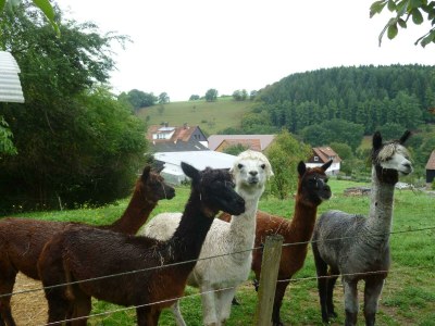 Apartment Ferienwohnung Köln - Outdoor photo 8
