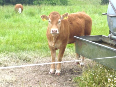 Holiday apartment Pummpälzhof - Environment photo 19