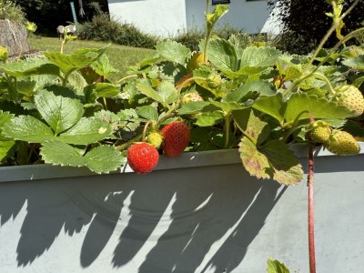 Apartment Appartement/Fewo, Dusche, WC, 2 Schlafräume - Outdoor photo 3