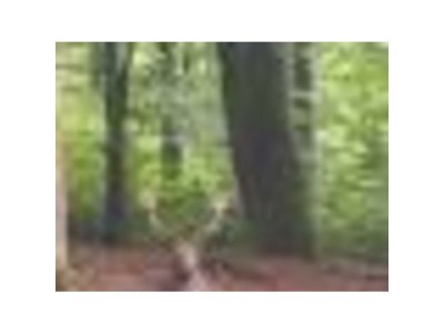 Holiday house Family home Dolve Three Bedroom Apartment - Environment photo 36