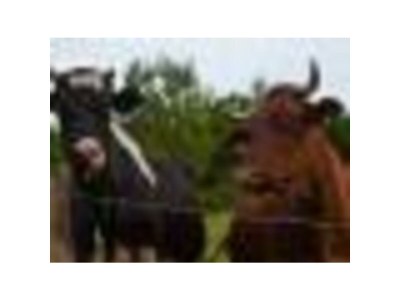 Holiday house Family home Dolve Three Bedroom Apartment - Environment photo 43