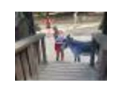 Holiday house Family home Dolve Three Bedroom Apartment - Environment photo 56