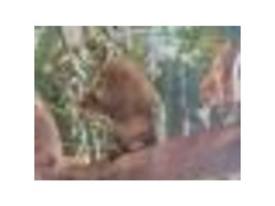 Holiday house Family home Dolve Three Bedroom Apartment - Environment photo 58