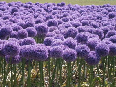 Holiday house Pacific Ocean View - Environment photo 25