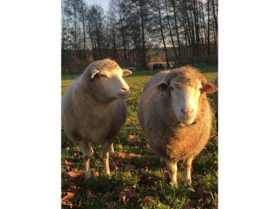 Cottage Landhaus Helga - Outdoor photo 9