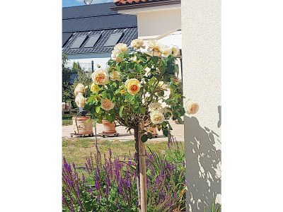 Apartment Appartement/Fewo, Dusche und Badewanne, 1 Schlafra - Outdoor photo 39