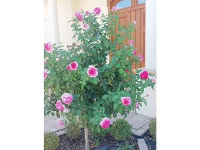 Apartment Appartement/Fewo, Dusche und Badewanne, 1 Schlafra - Outdoor photo 41