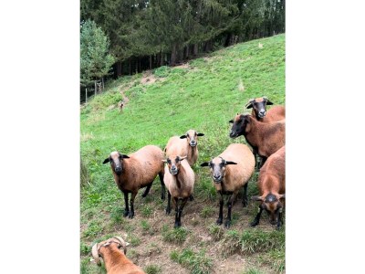 Apartment Haus Wildblick - Outdoor photo 24