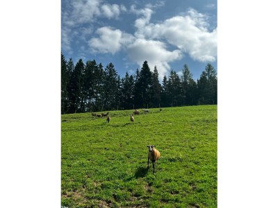 Apartment Haus Wildblick - Outdoor photo 30