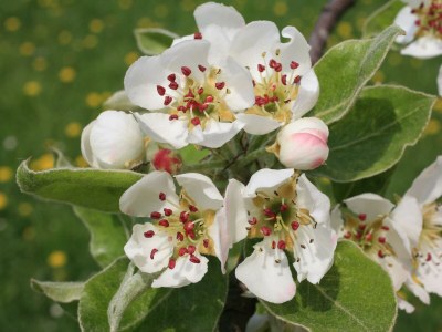 Apartment Weinbergwohnung (ab 3 Nächte) - Outdoor photo 25