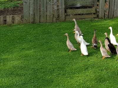 Apartment Grüne Wohnung - Outdoor photo 13