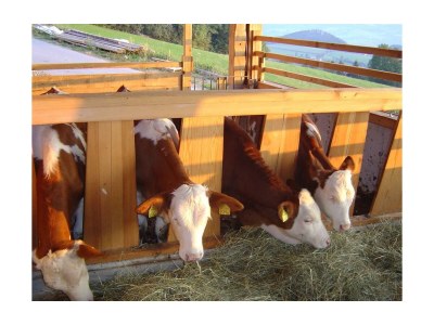 Apartment "Wechselblick" 55 m² Wohnküche, 1 Schlafraum - Outdoor photo 5