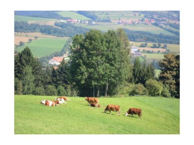 Apartment "Wechselblick" 55 m² Wohnküche, 1 Schlafraum - Outdoor photo 13