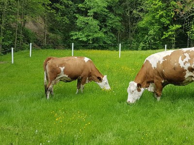Holiday room Vierbettzimmer (2-3 Nächte HP) - Outdoor photo 3