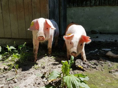 Holiday room Vierbettzimmer (2-3 Nächte HP) - Outdoor photo 6