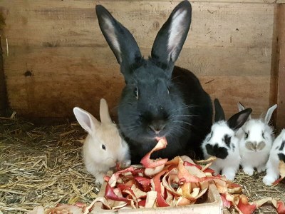 Holiday room Vierbettzimmer (2-3 Nächte HP) - Outdoor photo 12