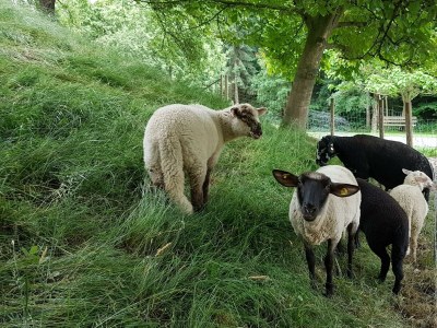 Holiday room Vierbettzimmer (2-3 Nächte HP) - Outdoor photo 14