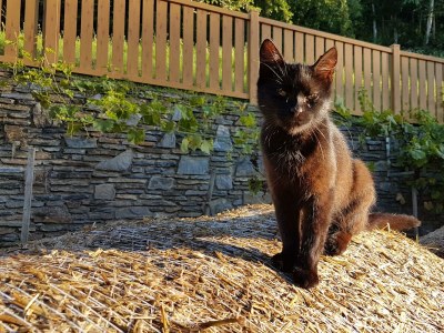 Holiday room Vierbettzimmer (2-3 Nächte HP) - Outdoor photo 15