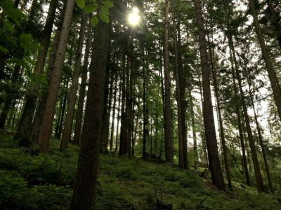 Apartment Revitalisiertes Bauernhaus: Appartement Forstwald - Outdoor photo 16