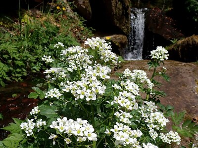 Apartment Revitalisiertes Bauernhaus: Appartement Forstwald - Outdoor photo 18
