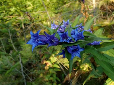 Apartment Revitalisiertes Bauernhaus: Appartement Forstwald - Outdoor photo 19
