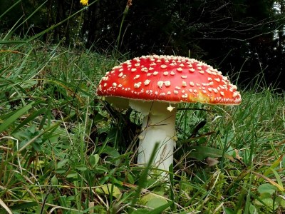 Apartment Revitalisiertes Bauernhaus: Appartement Forstwald - Outdoor photo 20