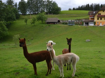 Apartment Ferienwohnung (1-6 Nächte) in Sankt Jakob im Walde - Apartment