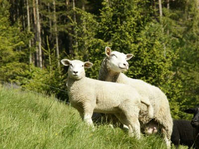 Apartment Wohnung 55 m² (ab 2 Nächte) - Outdoor photo 17