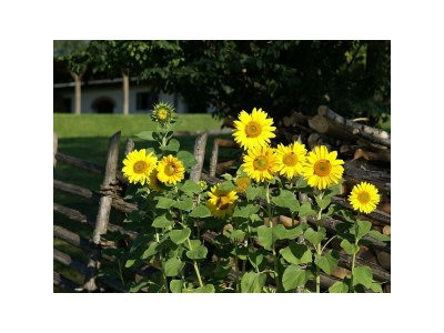 Apartment Wohnung 55 m² (ab 2 Nächte) - Outdoor photo 24