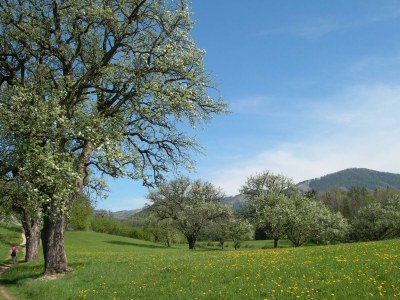 Apartment Das Moarhofstöckl | Landromantik-Kellerstöckl - Outdoor photo 15