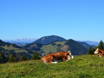 Apartment Das Moarhofstöckl | Landromantik-Kellerstöckl - Outdoor photo 22