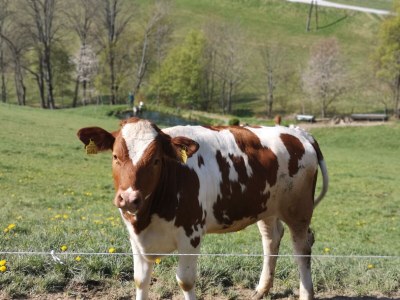 Apartment Ferienwohnung Baumwurzel (ab 3 Nächte) - Outdoor photo 6