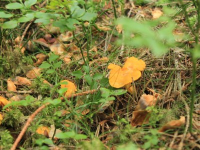 Apartment Ferienwohnung Baumwurzel (ab 3 Nächte) - Outdoor photo 15